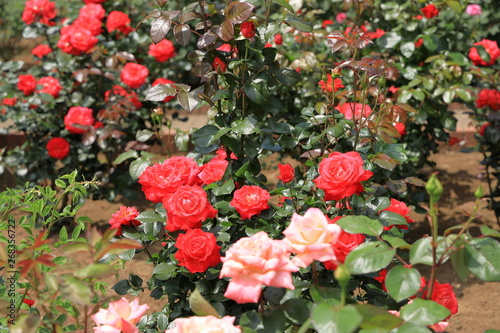 智光山公園のバラ