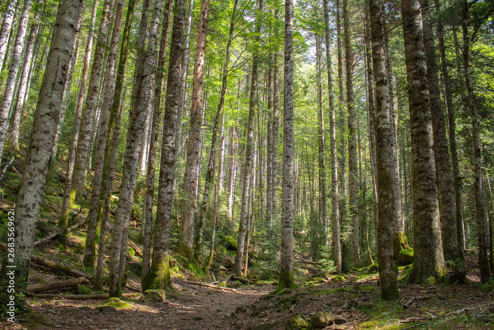 Tall forest with trekking path and leaves