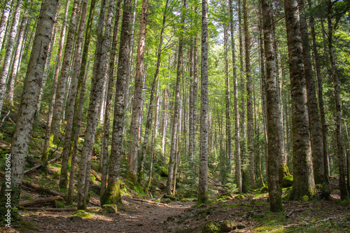 Fototapeta Naklejka Na Ścianę i Meble -  Tall forest with trekking path and leaves