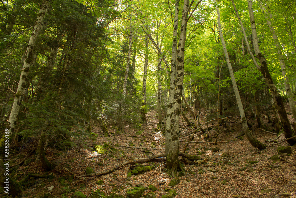 Summer forest in the pyrenees with leaves in the ground Summer forest in the pyrenees with leaves in the ground