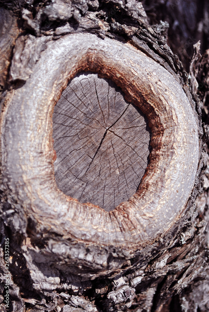 Large old tree stump texture close up with sawn branch close up detail, natural organic texture backgroundLarge old tree stump texture close up with sawn branch close up detail, natural organic textur Large old tree stump texture close up with sawn branch close up detail, natural organic texture backgroundLarge old tree stump texture close up with sawn branch close up detail, natural organic textur