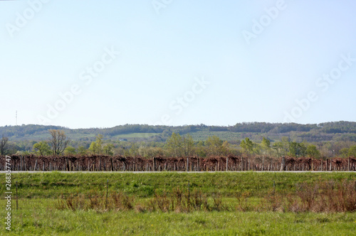 Vineyards in New York state