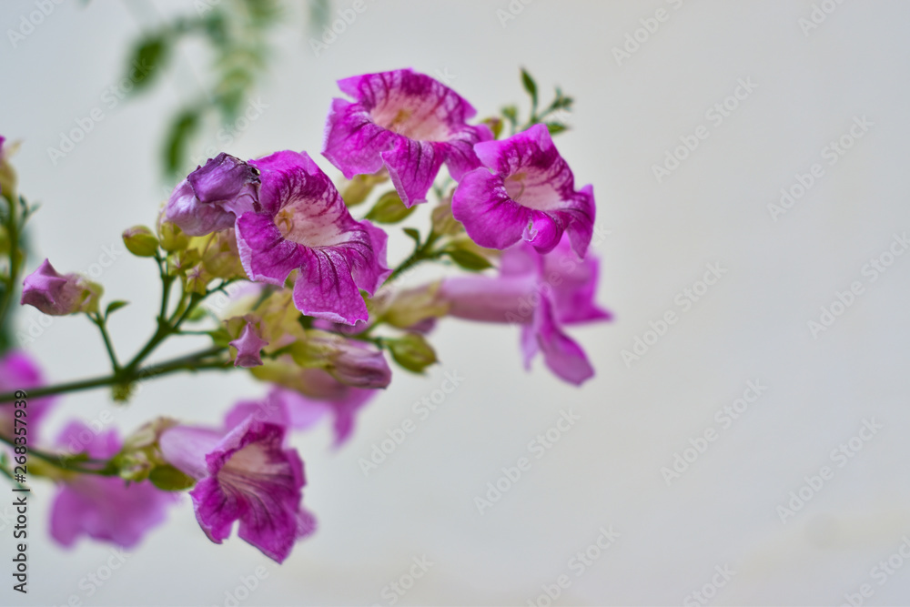 Obraz premium pink-purple flower on white background, beautiful flower close-up.