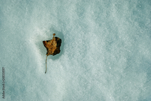 Fototapeta Naklejka Na Ścianę i Meble -  Dry red small leaf frozen in snow surface, top view