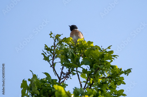 Schwarzkehlchen sitzend im Baum vor blauem Himmel photo