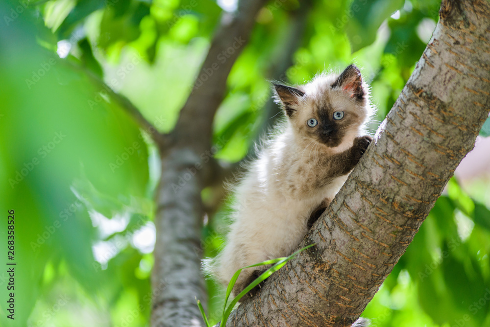 Cute curious kitten cat climbing tree ready to jump Stock Photo | Adobe  Stock
