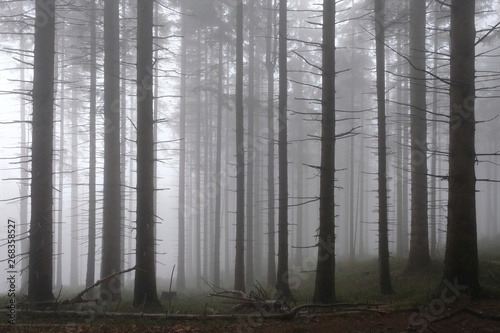 The foggy rainy forest