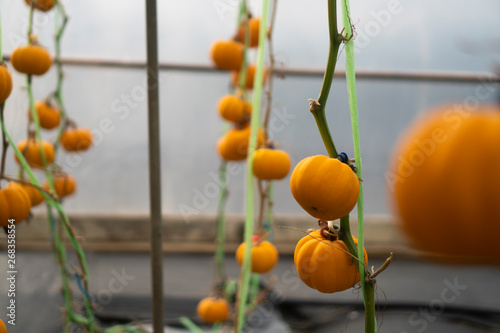 Pumpkins that are cultivate...
