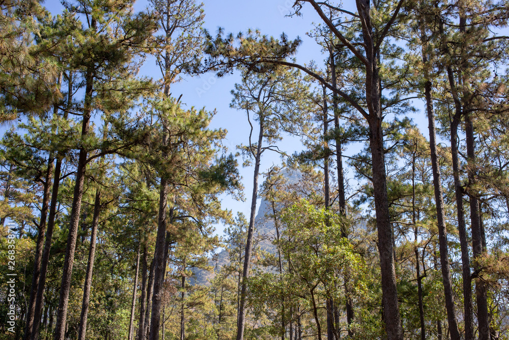 Tropical trees in the forest Tropical trees in the forest with clear skywith clear sky Tropical trees in the forest Tropical trees in the forest with clear skywith clear sky