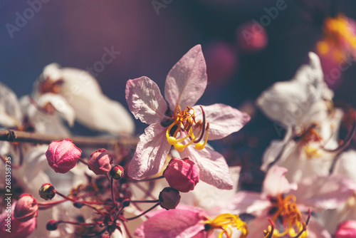 pink cassia bakeriana flowe...