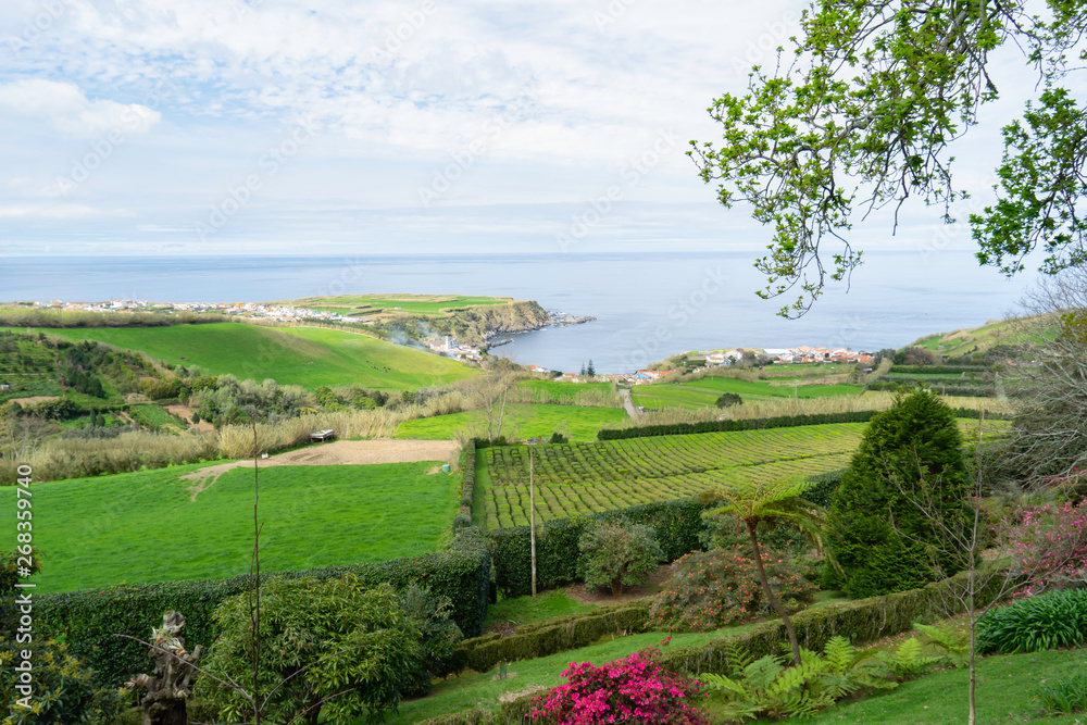 Naklejka premium Rural landscape with tea growing farm of Sao Miguel Island in the Azores.