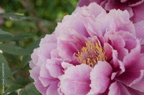 Peony - Paeonia suffruticosa. It is called “Botan” in Japan.