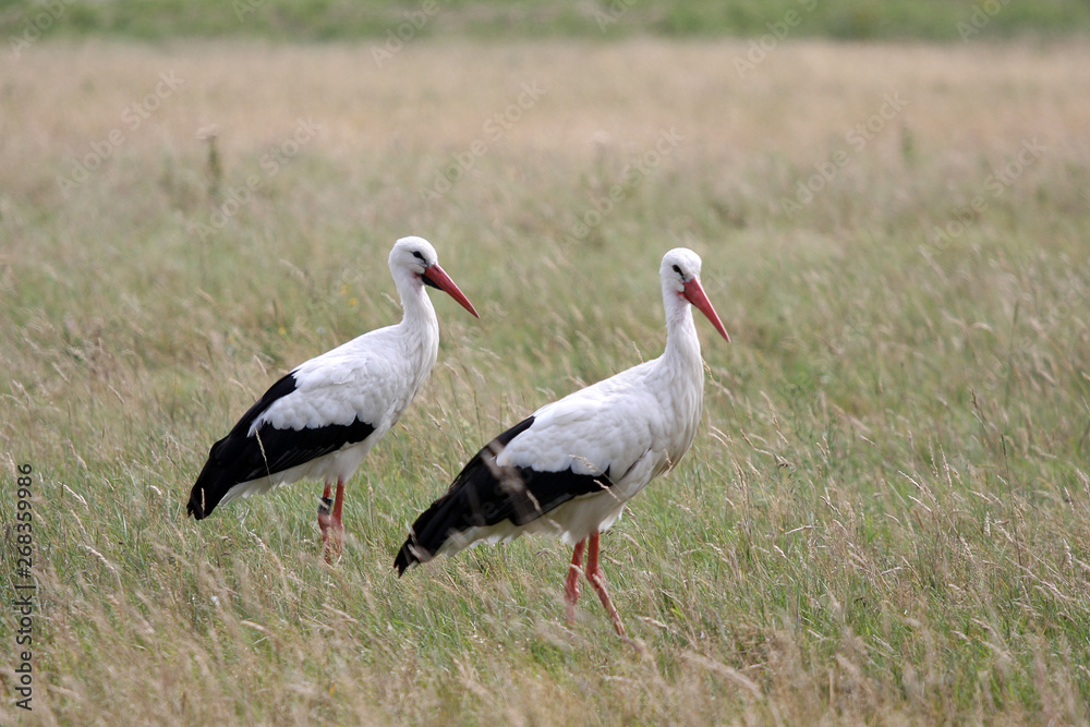 stork in the field