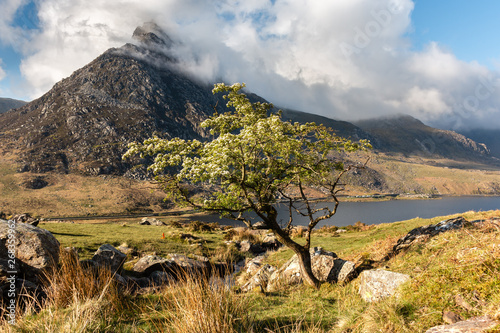 tree in mountains