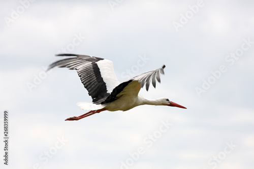 stork in flight