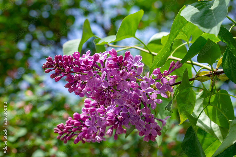 purple flowers of lilac purple flowers of lilac
