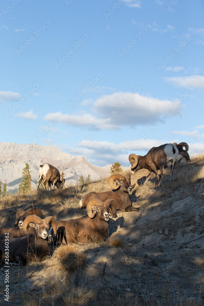 Obraz premium Big Horn Sheep in Jasper National Park, Alberta Canada