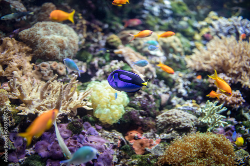 sea fish and corals.