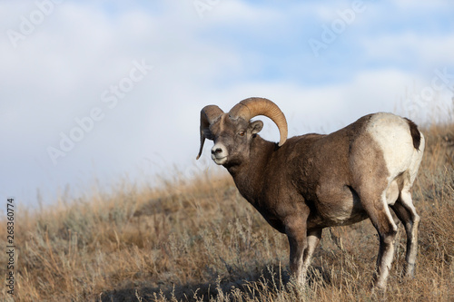 Big Horn Sheep in Jasper National Park  Alberta Canada