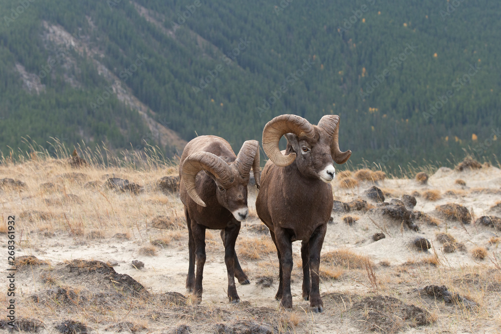 Fototapeta premium Big Horn Sheep in Jasper National Park, Alberta Canada