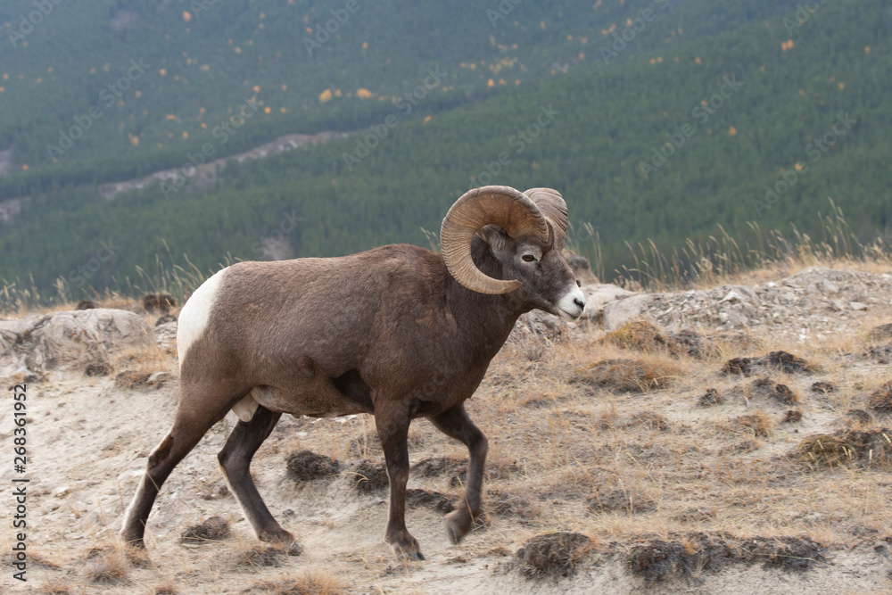 Big Horn Sheep in Jasper National Park, Alberta Canada Big Horn Sheep in Jasper National Park, Alberta Canada