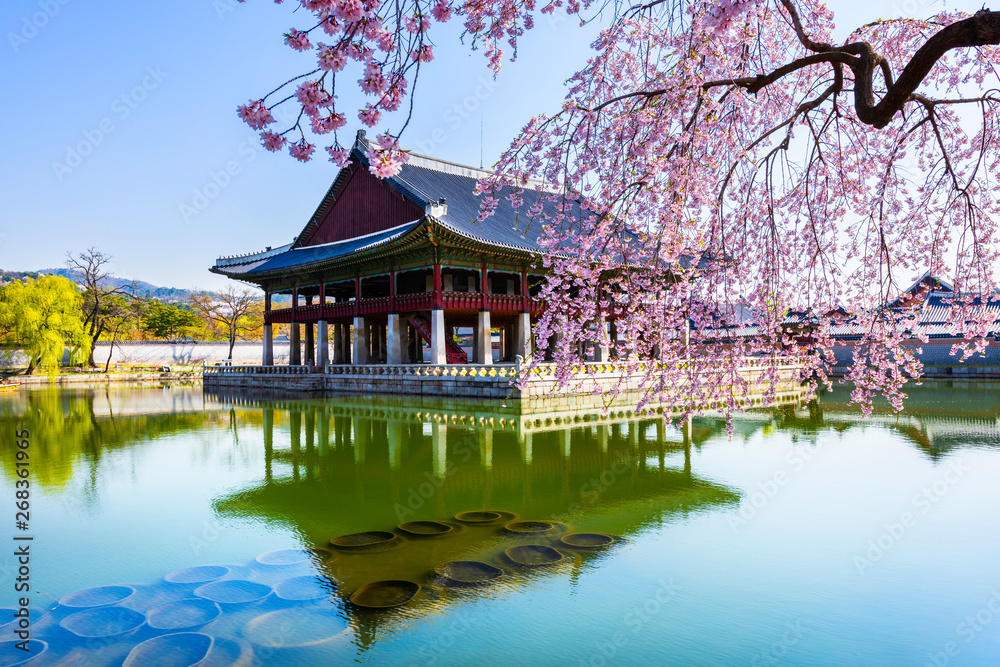 Sunrise and Beautiful cherry blossoms  at Gyeongbokgung palace this image can use for travel,Sakura and Holiday concept