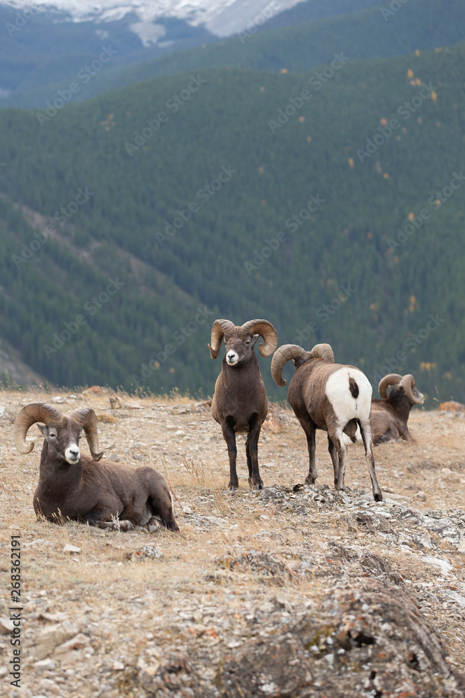Obraz premium Big Horn Sheep in Jasper National Park, Alberta Canada
