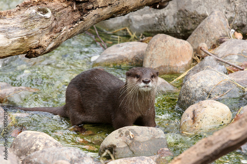 otter in zoo