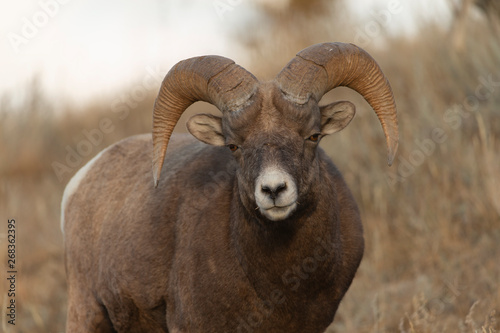 Big Horn Sheep in Jasper National Park, Alberta Canada