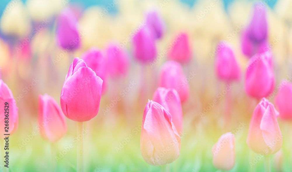 Selective focus tulips flower in soft color and blurry style for background with pastel tone