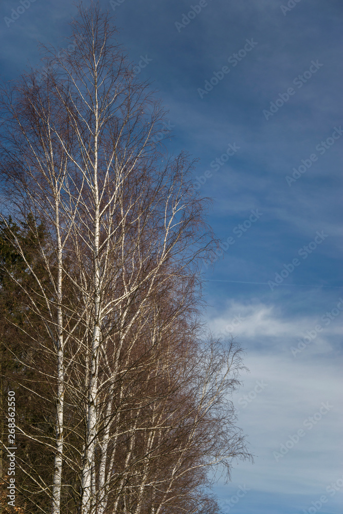 Upper half of Birch on blue sky background. Upper half of Birch on blue sky background.