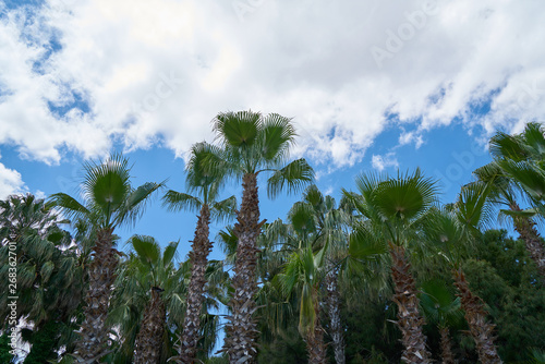 Wallpaper Mural Palm tree and sky background Torontodigital.ca