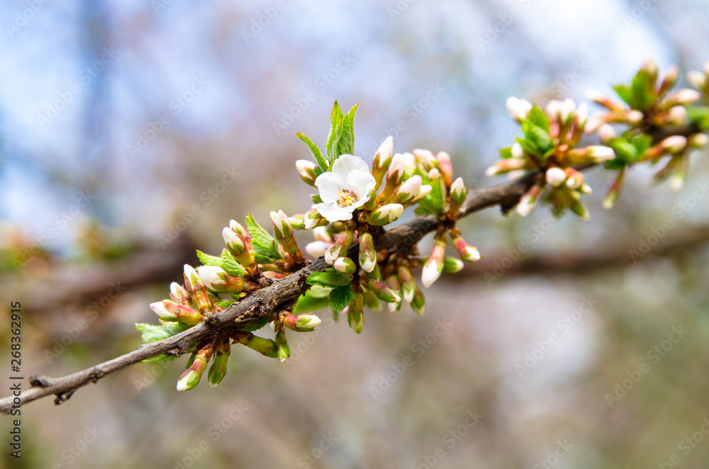 spring flowering flowering trees in spring