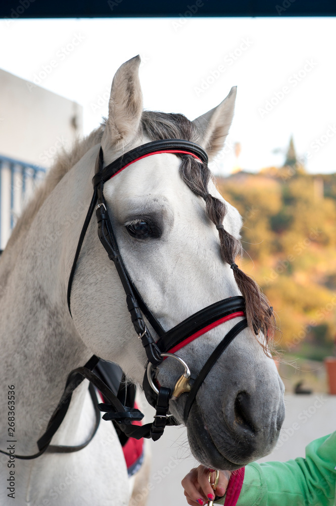 Fototapeta premium caballo blanco trenza