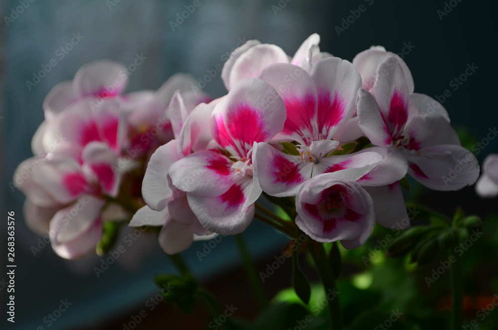 beautiful bright flower geranium in a pot beautiful bright flower geranium in a pot