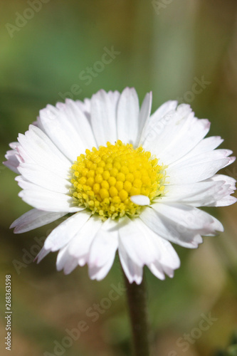 daisies in the garden