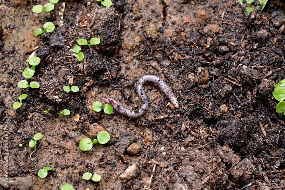 Earthworm, spiraling on topsoil Earthworm, spiraling on topsoil