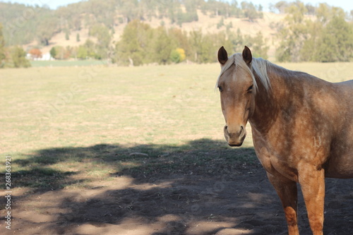 Cuadro en lienzo one lone golden colored horse in it's dusty dry field under the shade of a tree