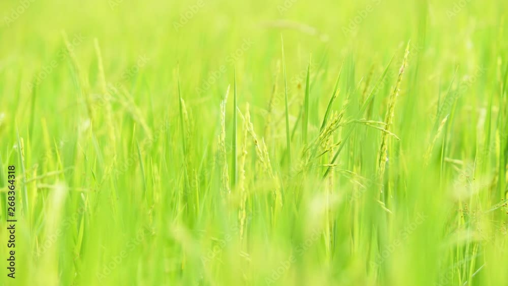 The Rice fields on bright sunlight. The Rice fields slow motion. The Rice fields on bright sunlight. The Rice fields slow motion.