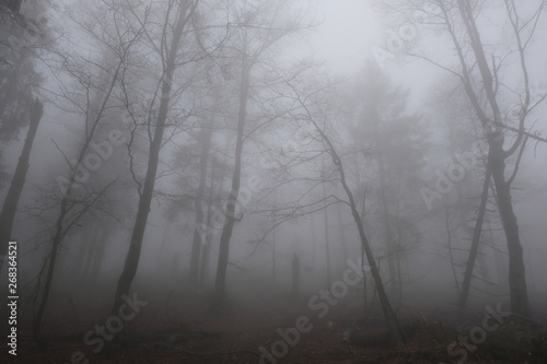 The foggy rainy forest