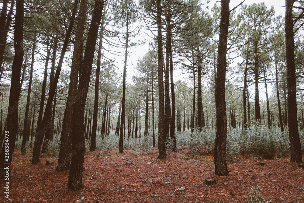 Obraz premium Pinar