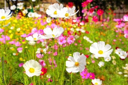  The beauty of the white starburst flowers, golden background