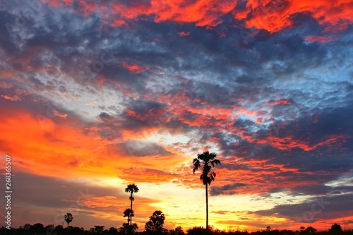  The silhouette of the palm trees and the sky with the colorful clouds in the morning