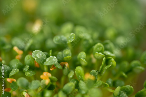 Close up of Sprouting Clover Seeds