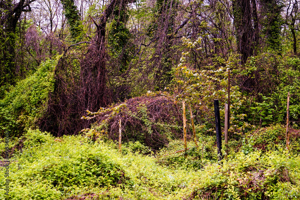 Obraz premium Woodlands
