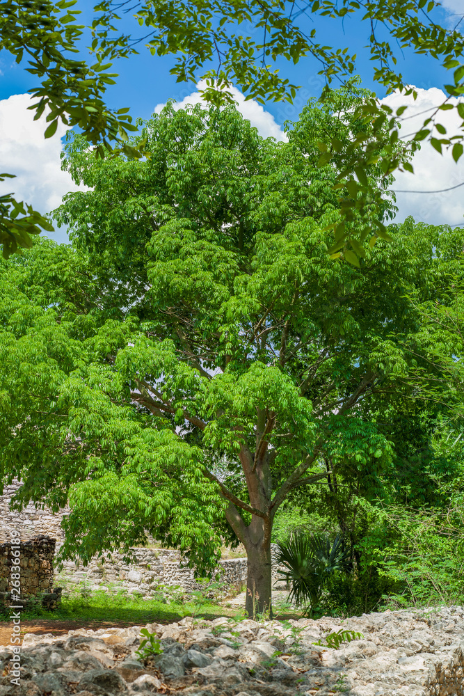 Typical tree common in the Yucatan peninsula, called Tree of Life Typical tree common in the Yucatan peninsula, called Tree of Life