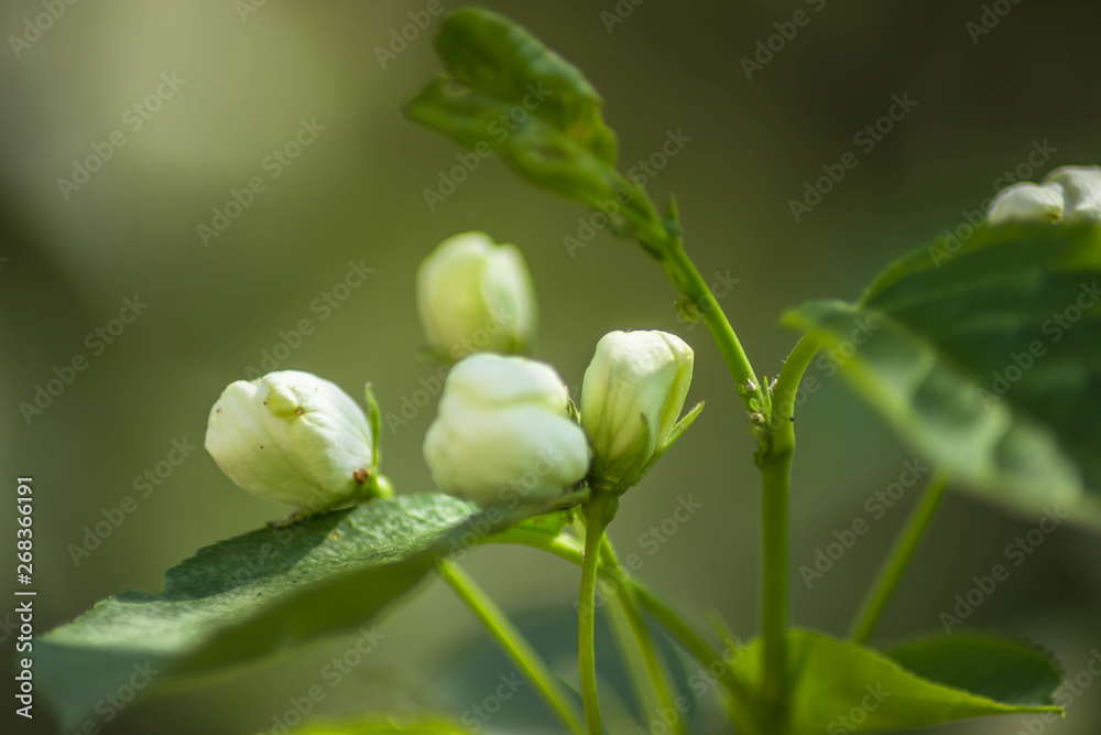White flower on a branch under the sun White flower on a branch under the sun