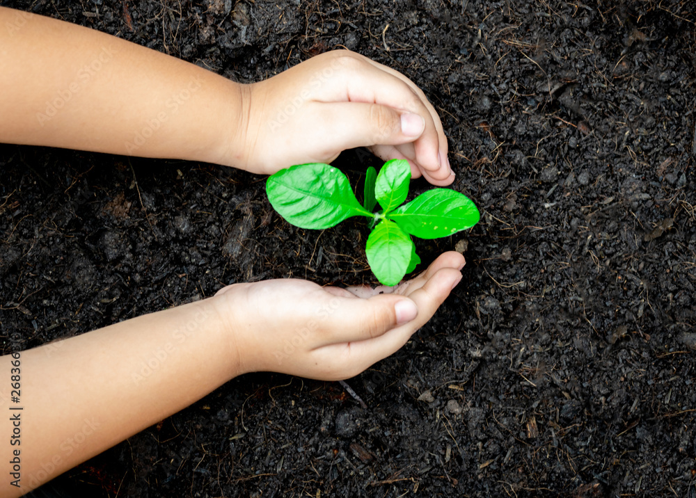 Ecology concept child hands holding plant a tree sapling with on ground world environment day Ecology concept child hands holding plant a tree sapling with on ground world environment day