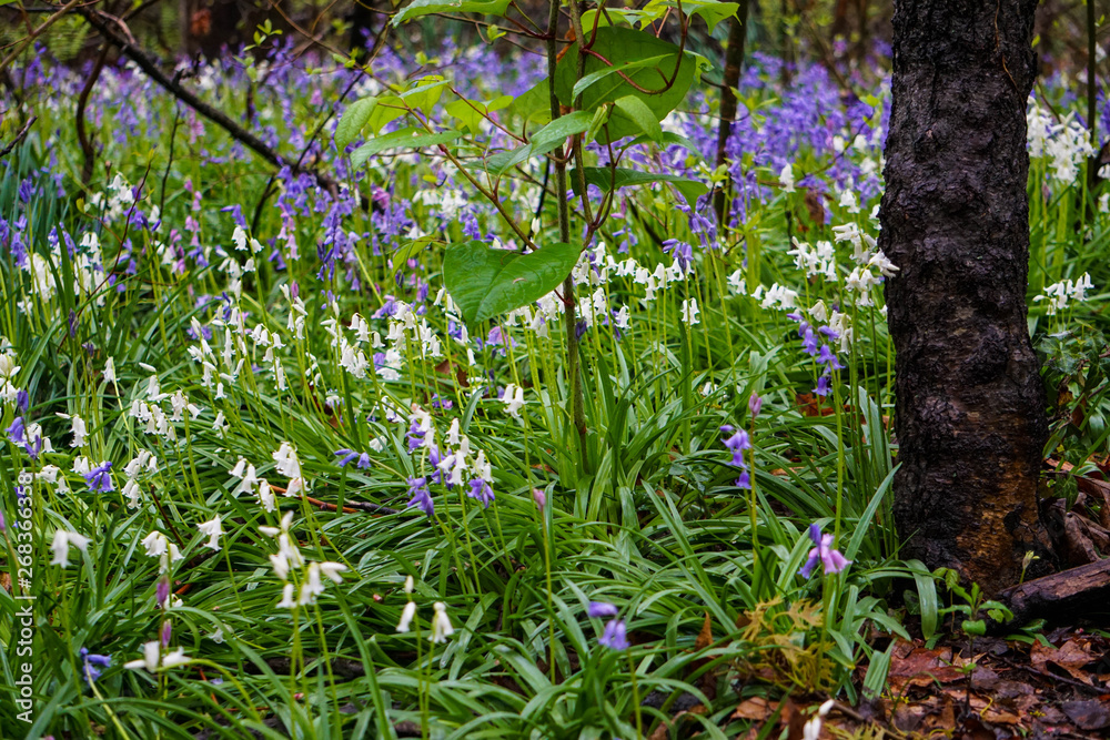 Fototapeta premium Woodlands