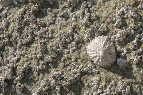 Close up barnacles and limpets encrusted on rock at beach